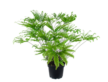 Obr�zok (6)