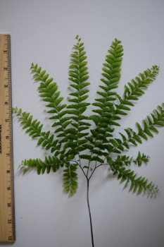 Obr�zok (4)