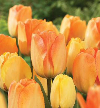 Tulip�n �DAYDREAM� 5 ks v balen�