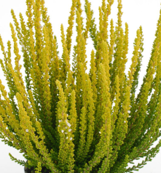 Obr�zok