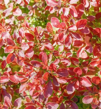 Dr Thunbergov DESPERADOS 30-40 cm, kont. 2 l