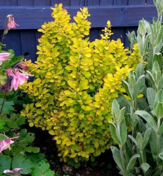 Dr Thunbergov NEON GOLD 20-30 cm, kont. 2 l