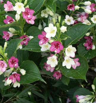 Vajgela kvetnat MARJORIE 30-40 cm, kont. 1,4 l