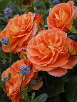 Ruža mnohokvetá ´MANGO®´ ** Kordes 2019, 30-40 cm, kont. 2 l