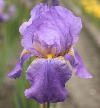 Kosatec nemeck� �DORCAS LIVES AGAIN�, kont. 1 l