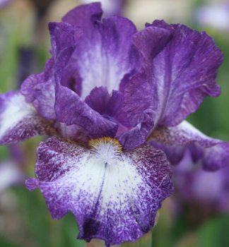 Kosatec nemeck� �PRINCE OF BURGUNDY�, kont. 1 l