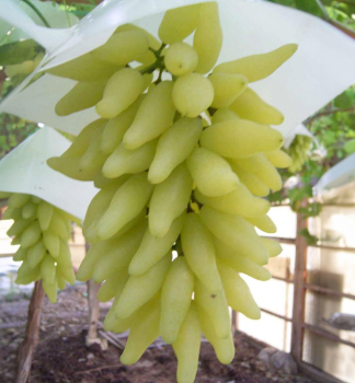 Vini stolov rezistentn GOLD FINGER, vonok.