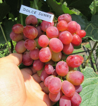 Vini stolov rezistentn DOLCE SUNNY, zemn bal