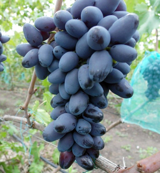 Vini stolov rezistentn ETALON, zemn bal