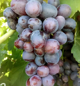 Vini stolov rezistentn PODAROK NESVJATAJA, zemn bal