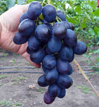 Vini stolov rezistentn MATADOR, zemn bal