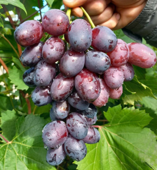 Vini stolov rezistentn ALVIKA, zemn bal