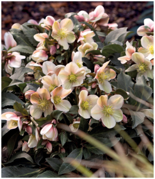 emerica hybridn HGC MALORY 15-20 cm, kont. 2 l