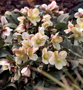 emerica hybridn HGC MALORY s pukmi, 15-20 cm, kont. 2 l