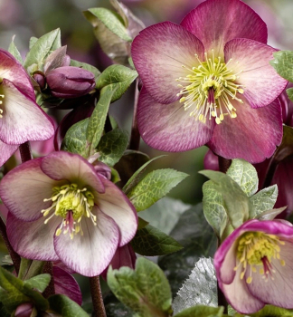 emerica hybridn ICE N ROSES MACY MARBLE s pukmi, 15-20 cm, kont. 2 l