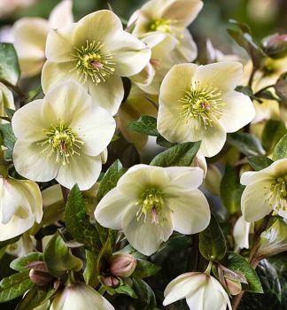 emerica hybridn ICE N ROSES MILLA MARBLE s pukmi, 15-20 cm, kont. 2 l