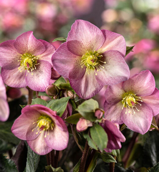 emerica hybridn ICE N ROSES PINK PROMISE  s pukmi, 15-20 cm, kont. 2 l