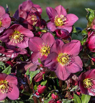 emerica hybridn ICE N ROSES RED s pukmi, 20-30 cm, kont. 2 l