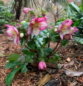 emerica hybridn ICE N ROSES ROSADO 20-30 cm, kont. 2 l