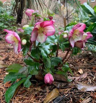 emerica hybridn ICE N ROSES ROSADO 20-30 cm, kont. 2 l