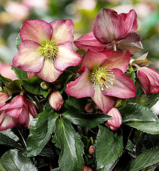 �emerica hybridn� �ICE N� ROSES� ROSALI� s pukmi, 15-20 cm, kont. 2 l