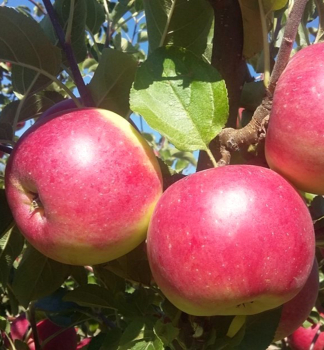 Jablo CAMELOT podp. M7, vonok.