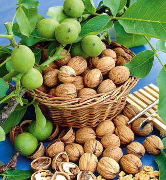 Orech kr�ovsk� �LARA� 180-200 cm, kont. 7,5 l