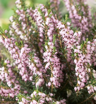 Vresovec darleydalsk� �GHOST HILLS�, kont. 0,5 l