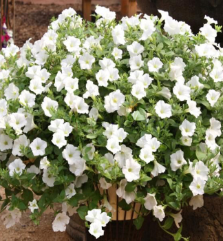 Surf�nia previsnut� �TABLE WHITE�, kont. 0,5 l