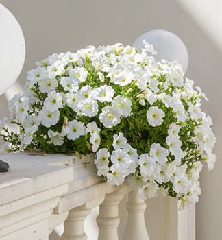 Surf�nia previsnut� �TABLE WHITE�, kont. 0,5 l