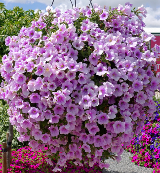 Surf�nia previsnut� �SWEET PINK�, kont. 0,5 l