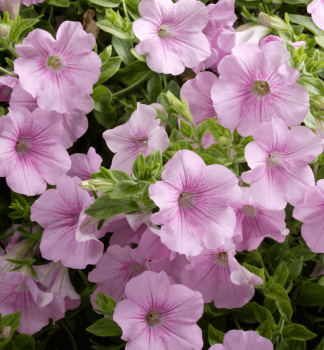 Surf�nia previsnut� �SWEET PINK�, kont. 0,5 l