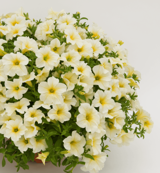 Surf�nia previsnut� �TRAILING LIGHT YELLOW�, kont. 0,5 l