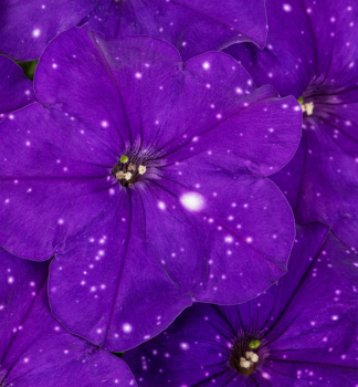 Pet�nia previsnut� �CONSTELLATION VIRGO�, kont. 0,5 l