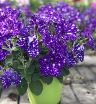 Pet�nia previsnut� �CONSTELLATION VIRGO�, kont. 0,5 l