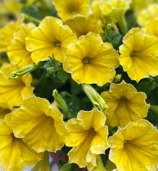 Surf�nia previsnut� �DARK YELLOW MORN�, kont. 0,5 l