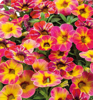 Minipet�nia previsnut� �CHAMELEON� TART DECO�, kont. 0,5 l