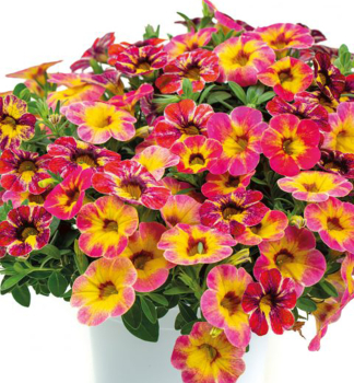 Minipet�nia previsnut� �CHAMELEON� TART DECO�, kont. 0,5 l