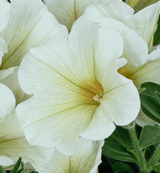 Pet�nia previsnut� �SWEETUNIA� POPCORN�, kont. 0,5 l