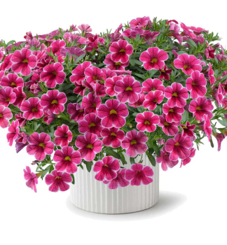 Minipet�nia poloprevisnut� �COLIBRI� CHERRY LACE�, kont. 0,5 l