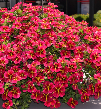 Minipet�nia poloprevisnut� �COLIBRI� EXOTIC RED BLING�, kont. 0,5 l