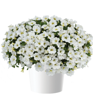 Minipet�nia poloprevisnut� �COLIBRI� PURE WHITE�, kont. 0,5 l