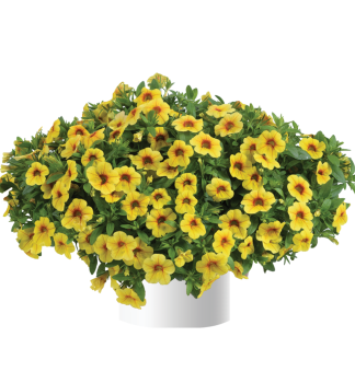 Minipet�nia poloprevisnut� �COLIBRI� MELLOW YELLOW�, kont. 0,5 l