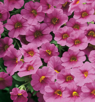 Minipet�nia previsnut� �PORTUCAL� TRAILING PINK�, kont. 0,5 l