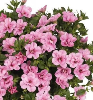 Minipet�nia previsnut� �ALOHA DOUBLE� PINK�, kont. 0,5 l