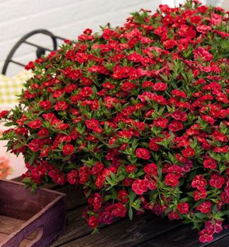 Minipet�nia previsnut� �ALOHA DOUBLE� RED�, kont. 0,5 l