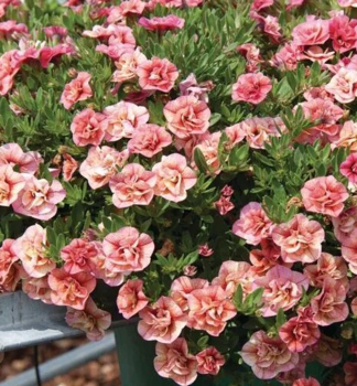 Minipet�nia previsnut� �ALOHA DOUBLE� APRICOT�, kont. 0,5 l