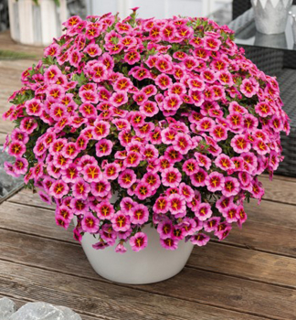 Minipet�nia poloprevisnut� �TIK TOK� ROSE�, kont. 0,5 l