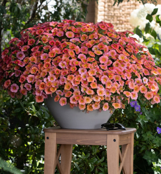 Minipet�nia poloprevisnut� �TIK TOK� ORANGE�, kont. 0,5 l