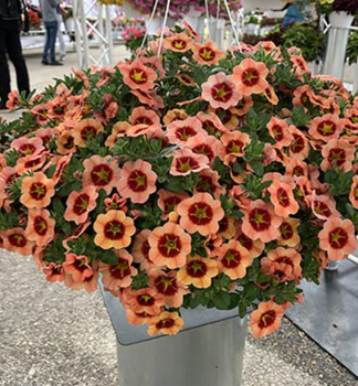 Minipet�nia poloprevisnut� �TIK TOK� ORANGE�, kont. 0,5 l